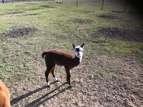 Kellraine Holiday Units - 2032 Olympic Games 0