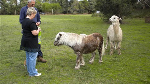 Bells Estate Great Ocean Road Cottages - 2032 Olympic Games 1