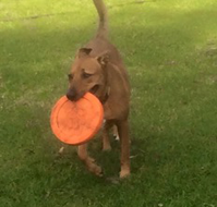 Newcastle K9 Central - 2032 Olympic Games