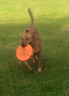 Newcastle K9 Central - 2032 Olympic Games 0