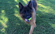 Newcastle K9 Central - thumb 2