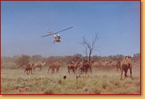 Kings Creek Station - 2032 Olympic Games 2