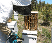 The House of Honey - 2032 Olympic Games