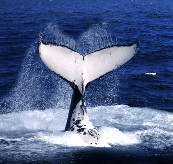 Brisbane Whale Watching - 2032 Olympic Games