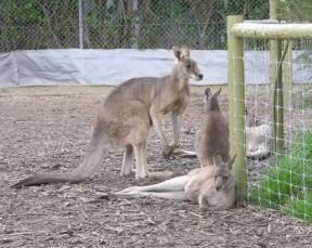 Eurack VIC 2032 Olympic Games