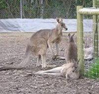 Jirrahlinga Koala  Wildlife Sanctuary - 2032 Olympic Games