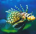Underwater World - 2032 Olympic Games