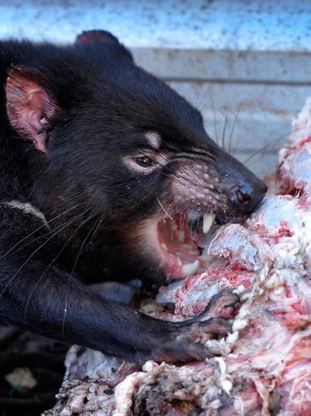 Peel Zoo - 2032 Olympic Games 2