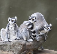 Adelaide Zoo - 2032 Olympic Games