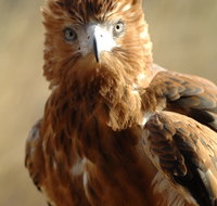 Alice Springs Desert Park - 2032 Olympic Games