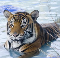 Zoo Doo Wildlife Park - 2032 Olympic Games