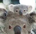 Billabong Koala and Wildlife Park - 2032 Olympic Games