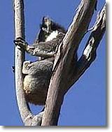 OZe Wildlife - 2032 Olympic Games 2