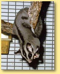 OZe Wildlife - 2032 Olympic Games 3