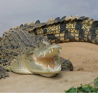Dundee's Wildlife Park - 2032 Olympic Games