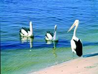 Noosa Everglades Discovery - 2032 Olympic Games 2