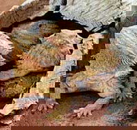 Alice Springs Reptile Centre - 2032 Olympic Games