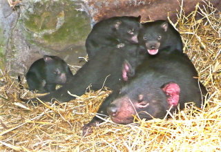 East Coast Natureworld - 2032 Olympic Games 0