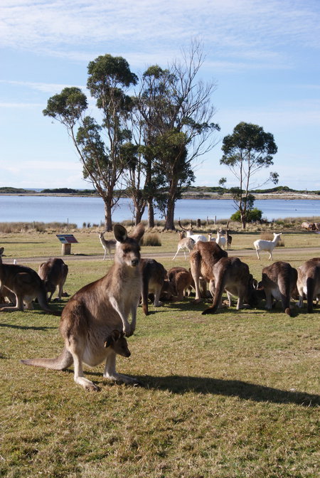 East Coast Natureworld - 2032 Olympic Games 1