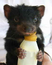 East Coast Natureworld - 2032 Olympic Games 2