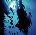 Scuba World - 2032 Olympic Games