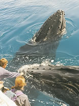 Storeyline Tours - 2032 Olympic Games 1