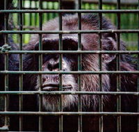 Rockhampton Zoo - 2032 Olympic Games