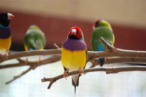 Kyabram Fauna Park - 2032 Olympic Games 1