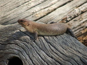 Kyabram Fauna Park - 2032 Olympic Games 2
