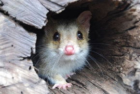 Kyabram Fauna Park - 2032 Olympic Games 3