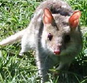 Urimbirra Wildlife Park - 2032 Olympic Games