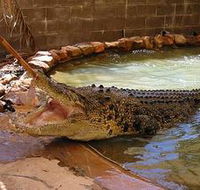 Wyndham Zoological Gardens and Crocodile Park - 2032 Olympic Games