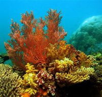 Three Islands Whale Shark Dive - 2032 Olympic Games