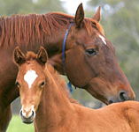 Blue Gum Farm - 2032 Olympic Games