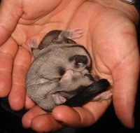 Cool Companions - 2032 Olympic Games