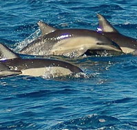 Dolphin Swim Australia - 2032 Olympic Games