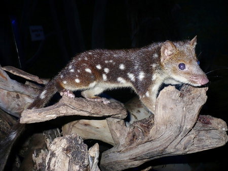 East Coast Natureworld - 2032 Olympic Games 5