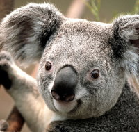 Potoroo Palace - 2032 Olympic Games