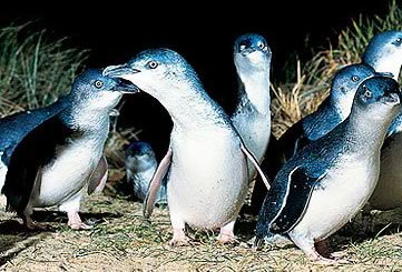 Bunyip Tours - 2032 Olympic Games 4