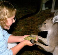 Discovery Bay's Walk on the Wild Side - 2032 Olympic Games