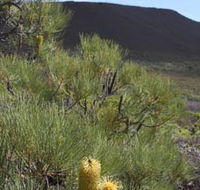 Lesueur Walk Trail Mount Lesueur - 2032 Olympic Games