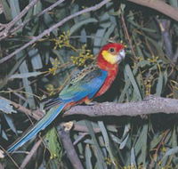 King River - 2032 Olympic Games