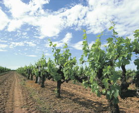 Blackwood Meadery - 2032 Olympic Games 0