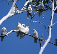 Carawine Gorge - 2032 Olympic Games