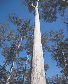 The Four Aces - 2032 Olympic Games 0