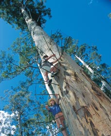 Dave Evans Bicentennial Tree - 2032 Olympic Games 0