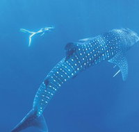 Ningaloo Marine Park - 2032 Olympic Games