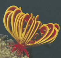 Muiron Islands - 2032 Olympic Games