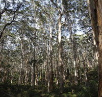 Boranup Karri Forest - 2032 Olympic Games