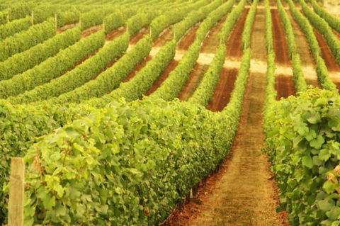 MadFish Wines Margaret River - 2032 Olympic Games 0